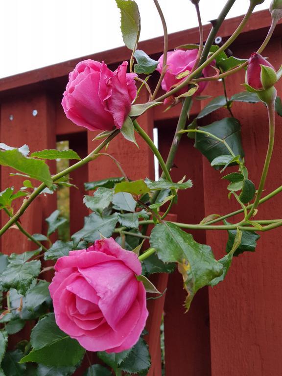 Brabo B&B Och Cafe Oskarshamn Exterior foto